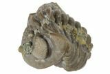 Wide, Enrolled Eldredgeops Trilobite Fossil - Ohio #191130-2